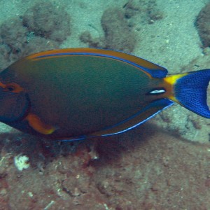 Surgeonfish