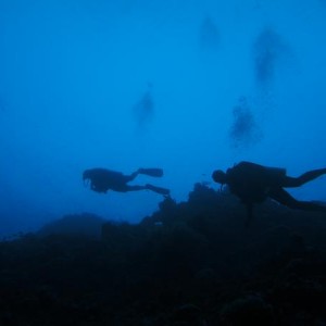 Divers on the Reef