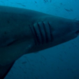 Sandtiger Shark on U-352