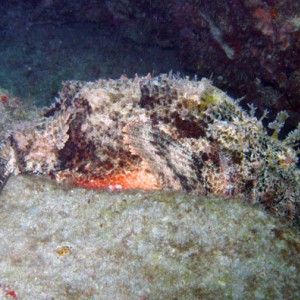 west palm diving