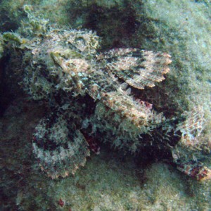 west palm diving