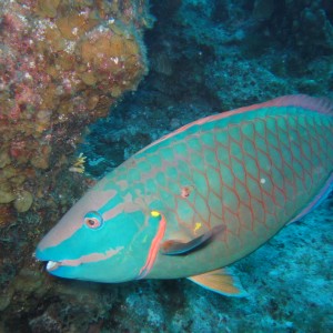 Spotlight Parrotfish - Terminal Phase