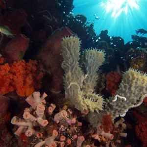 Reef diversity