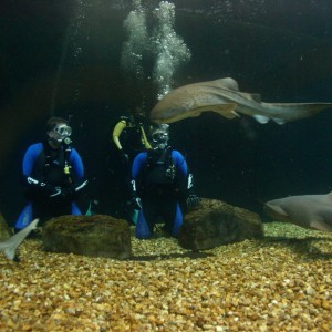 Diving Shark tank at Florida Aquarium