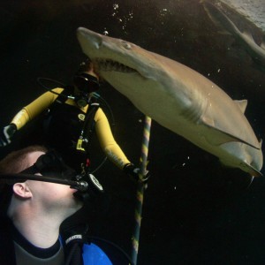 Diving Shark tank at Florida Aquarium