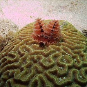 ScubaOne.com marine life