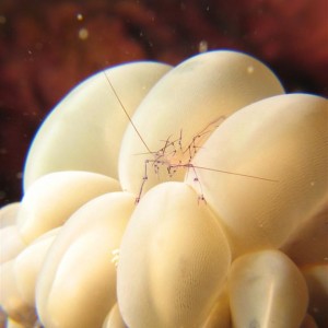 Unknown Species of Bubble Coral Shrimp