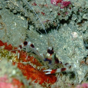 crab18