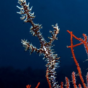 Harlequin ghost pipefish (male)