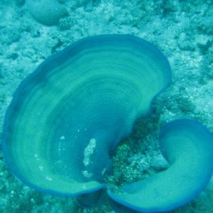 Sea Fan, Guam