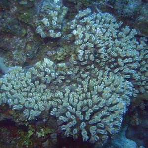 Flower_Coral