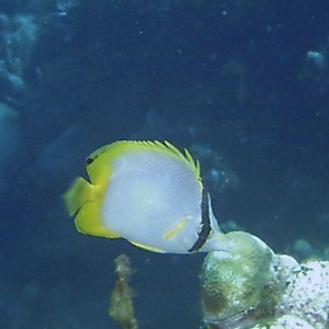 Spotfin_Butterflyfish
