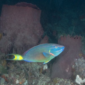 Parrtofish