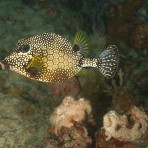 Trunkfish