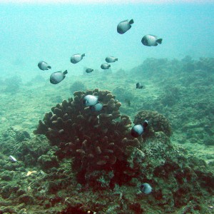 Maui Diving Dec 2006
