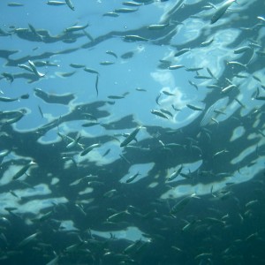 Baitfish