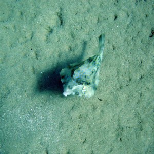 Thornback Boxfish