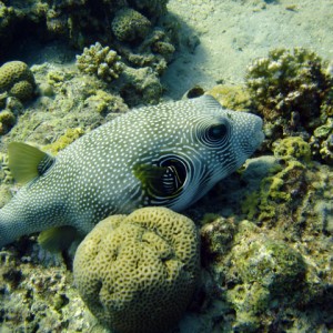 Whitespotted Puffer