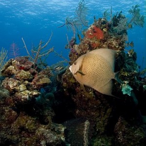 bahamasangelfish