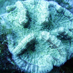 Coral In Roatan