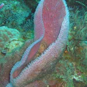 Palancar Reef