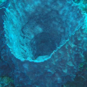 Palancar Reef