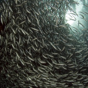 Fish Soup - Raja Ampat December 06