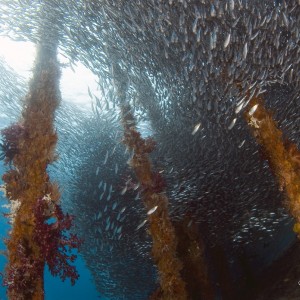 Fish under jetty RA