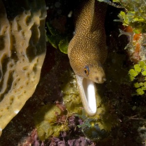 Spotted Eel at Turtle Reef in Grand Cayman