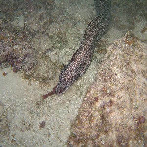 Spotted Moray Having Supper
