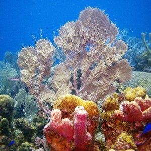 Beautiful Coral Array
