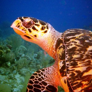 Turtle in Belize
