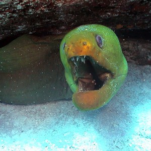 Green Moray Eel in Cozumel