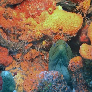 Green Moray Eel w/ Orange Sponge in Cozumel