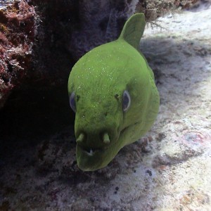 Green Moray Eel in Cozumel