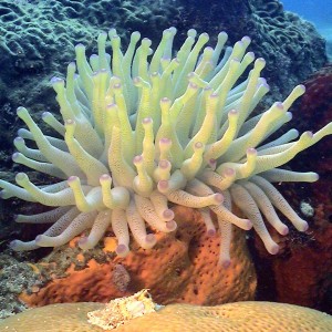 Anemone w/ Brain Coral