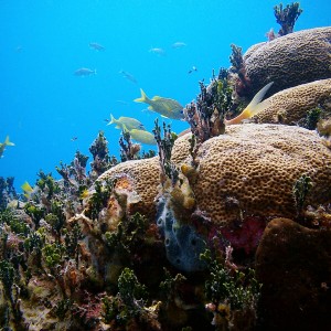 Reef shot in Cuba
