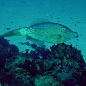 filefish