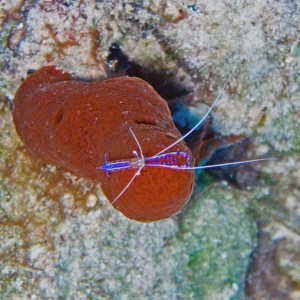 purpleshrimp