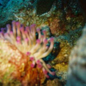 sea_anemones