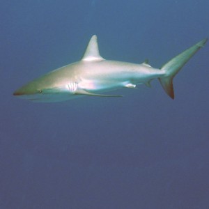 Bahamas Reef Shark