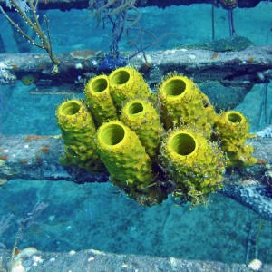 Bahamas Sponges