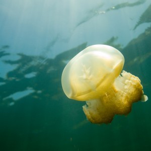 jellyfishlake014