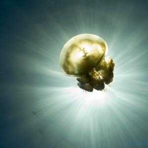 jellyfishlake011