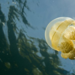 jellyfishlake015