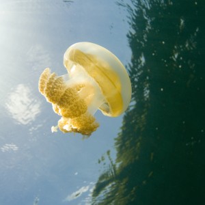 jellyfishlake018