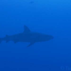 shark_silhouette