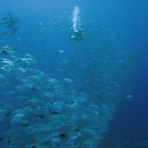 trevally_and_diver