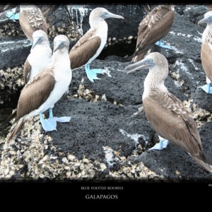 galapagos blue footed boobies