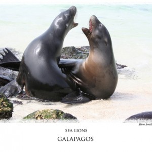 galapagos laughing sea lions